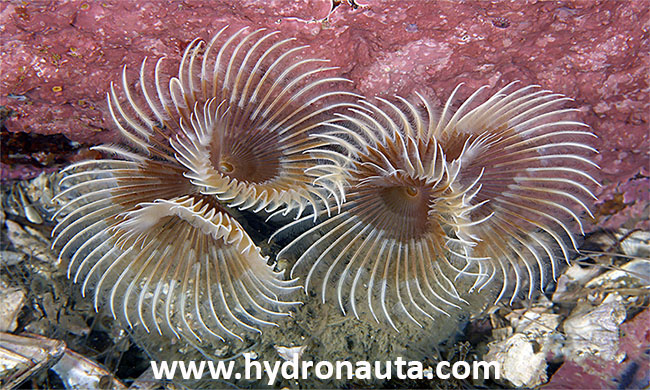 Bispira volutacornis